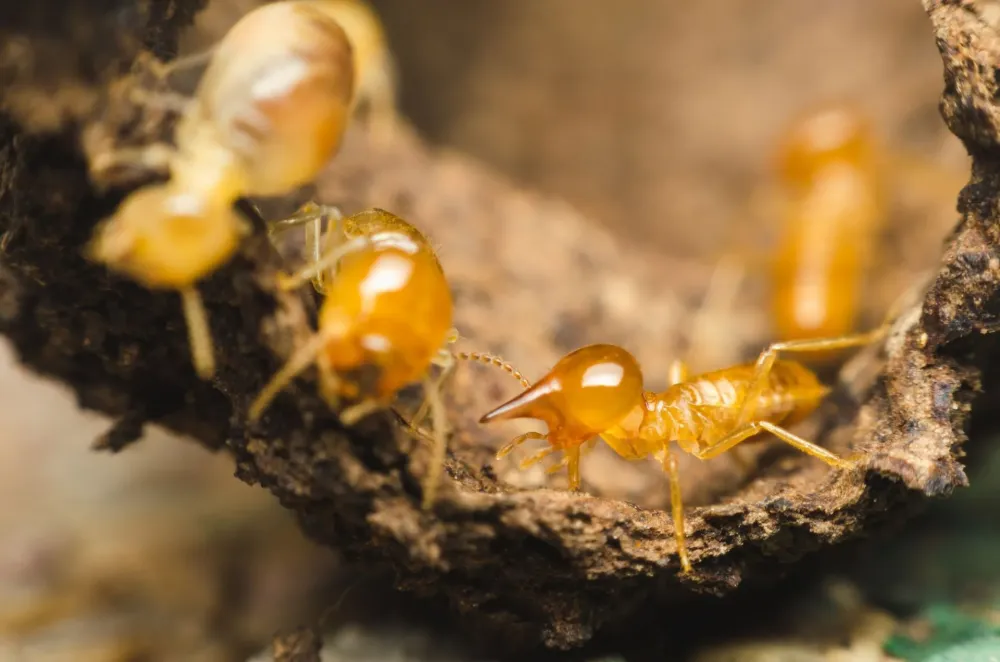 termites-nuisibles